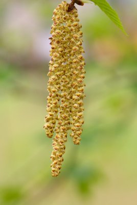 Betula papyrifera - bříza papírová - jehněda
